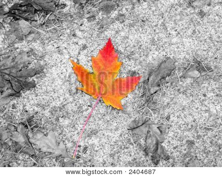 Fall Color