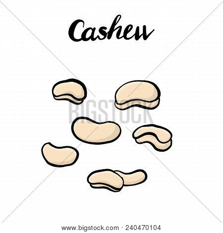 Vector Drawing Nuts Of Cashew, Hand Drawn Illustration