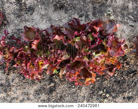 Closeup Of Organically Grown Lollo Rosso Lettuce Seedlings Shot From Above