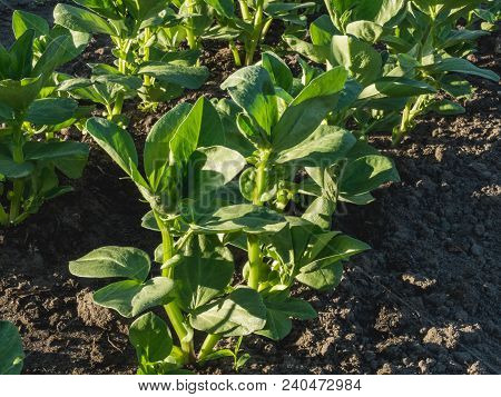Young Broad Bean Plants Growing On Garden Plot Shot In The Early Morning