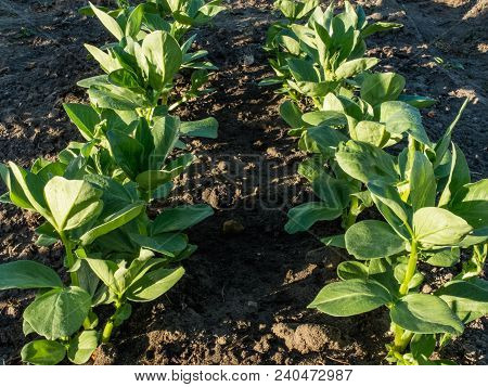 Young Broad Bean Plants Growing On Garden Plot Shot In The Early Morning Sun