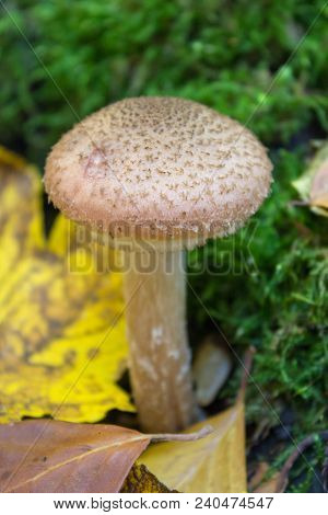 One Mushroom Honey Fungus That Grows In The Forest In The Fall