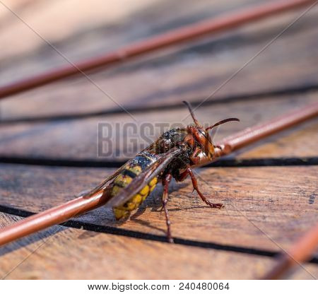 European Hornet Vespa Crabro Wet After Rain Dries In The Sun