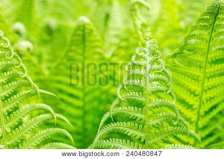 Vibrant Natural Green Fern Texture Pattern. Beautiful Tropical Forest Or Jungle Foliage Background. 