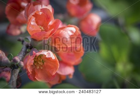 Red Flowers Of Japanese Quince. Blooming Maule's Quince Chaenomeles Japonica