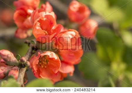 Red Flowers Of Japanese Quince. Blooming Maule's Quince Chaenomeles Japonica
