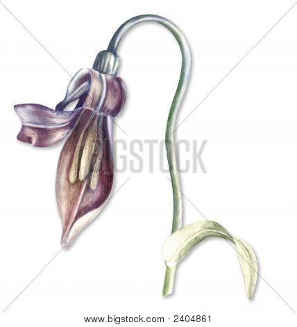 Haven Flag Lily med stier