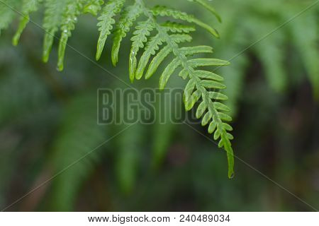 Closeup Of A Moist Native Fern Background