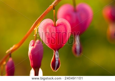 Flowers Dicentra. Beautiful Flowers In Form Of Hearts Of Dicentra On Branch On Green Plants Backgrou