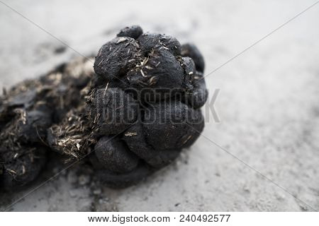 Big Pile Of Horse Manure On A Sand Road. A Pile Of Fresh And Smelly Horse Manure On A Dirt Road. Dro