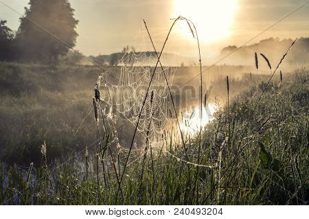 Beautiful Natural Summer Background. The Sun's Rays Pass Through Fog And Tree. Closeup Drops Of Dew 