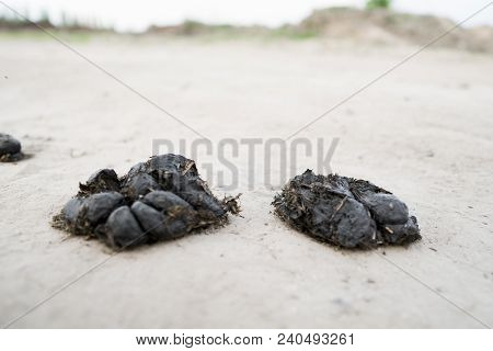 Two Big Pile Of Horse Manure On A Sand Road. A Pile Of Fresh And Smelly Horse Manure On A Dirt Road.