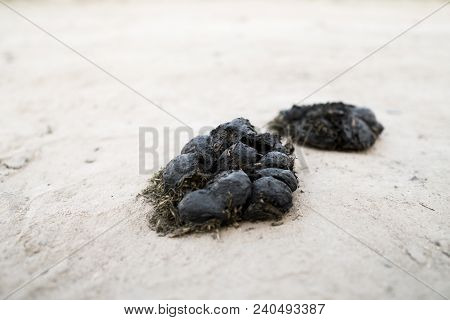 Two Big Pile Of Horse Manure On A Sand Road. A Pile Of Fresh And Smelly Horse Manure On A Dirt Road.