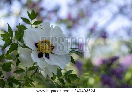 White Flower Of A Tree-like Peony Paeonia Suffruticosa.