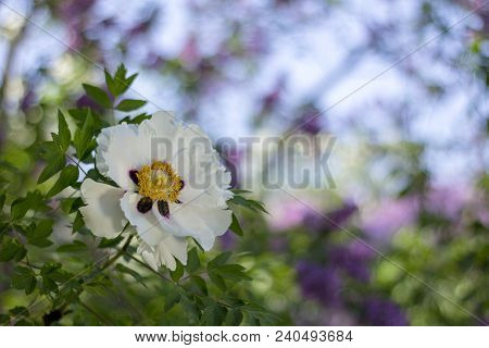 White Flower Of A Tree-like Peony Paeonia Suffruticosa.