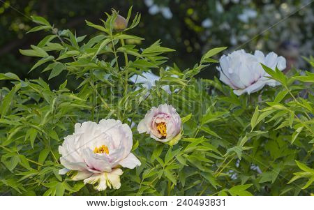 White Flower Of A Tree-like Peony Paeonia Suffruticosa.