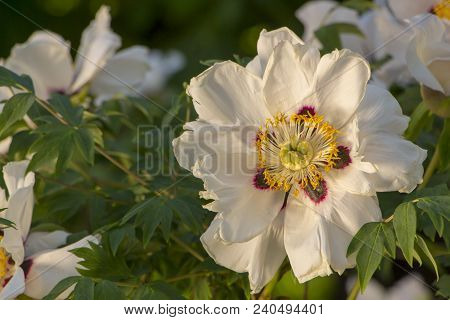White Flower Of A Tree-like Peony Paeonia Suffruticosa.