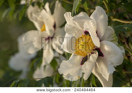 White Flower Of A Tree-like Peony Paeonia Suffruticosa.