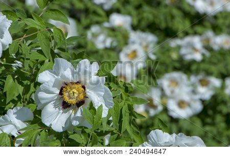 White Flower Of A Tree-like Peony Paeonia Suffruticosa.