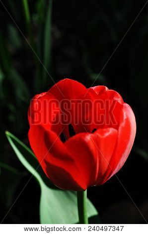 A Red Tulip Flower
.photographed In Changchun, China