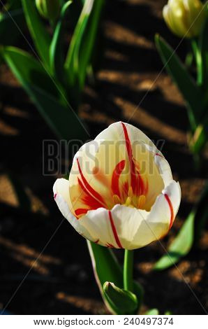 Tulip With Floral Pattern
.photographed In Changchun, China