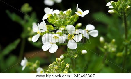 The Anemone Narcissiflora Is A Flower Native In North America And Eurasia Where It Is Found In High 