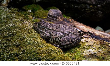 Toad On Stoney Ground
