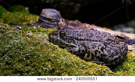Toad On Stoney Ground