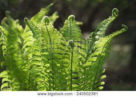 Nephrolepis Exaltata The Sword Fern - A Species Of Fern In The Family Lomariopsidaceae