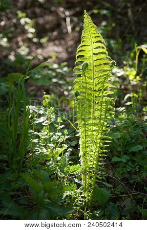 Nephrolepis Exaltata The Sword Fern - A Species Of Fern In The Family Lomariopsidaceae