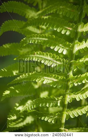 Nephrolepis Exaltata The Sword Fern - A Species Of Fern In The Family Lomariopsidaceae