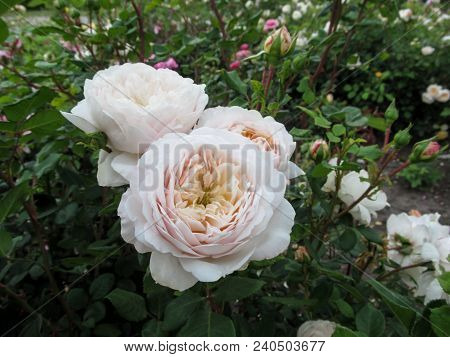 Cluster Of Delicate Cream Cupped Blooms Of Roses Of 