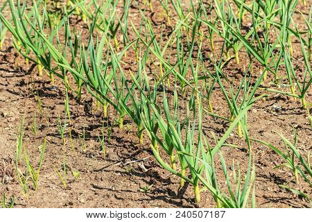 Young Green Garlic On Beds At Sunny Spting Weather