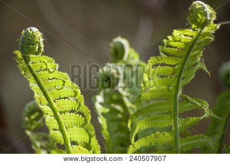 Nephrolepis Exaltata The Sword Fern - A Species Of Fern In The Family Lomariopsidaceae