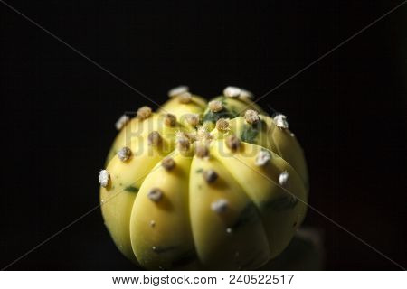 Astrophytum Asterias Variegata Asterias, Astrophytum, Variegata, Background, Nature, Green, Decorati