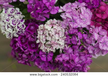 Beautiful Carnation Pink Fucsia Flowers On Wooden Surface Background