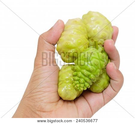 Vegetable And Herb, Hand Holding Fresh Noni, Morinda Citrifolia, Great Morinda, Indian Mulberry, Bea