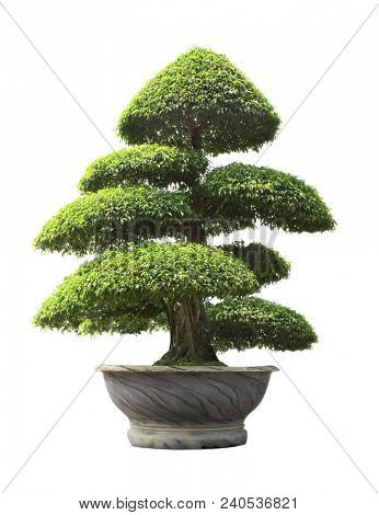 Bonsai Ficus benjamina in stone flower pot. Isolated on white background