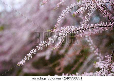 Blooming Pink Tamarix In A Garden Spring Season.
