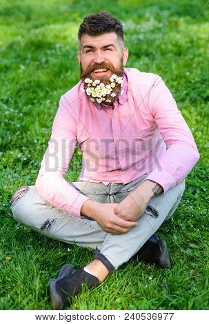 Spring Allergy Concept. Bearded Man With Daisy Flowers Sits On Grassplot, Grass Background. Man With