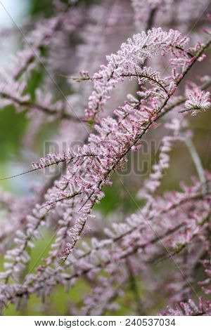 Blooming Pink Tamarix In A Garden Spring Season.