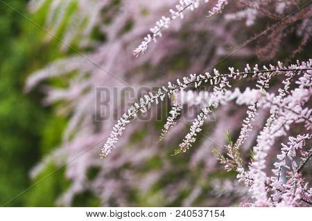 Blooming Pink Tamarix In A Garden Spring Season.