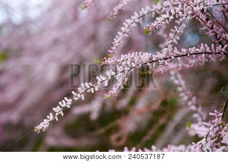 Blooming Pink Tamarix In A Garden Spring Season.