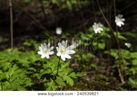 White Flower Of Forest Primrose Anemone Uralensis Closeup On A Blurred Dark Background From Ground L