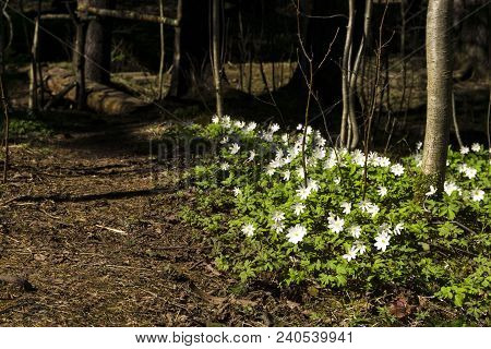 Group Of White Flowers Of The Primrose Anemone Uralensis In The Spring Forest Near The Forest Path