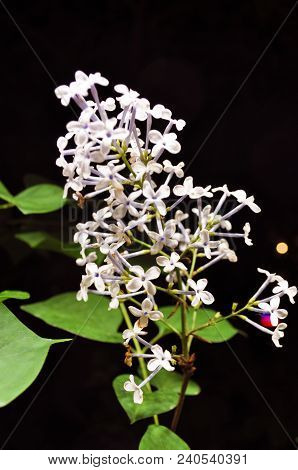 Lilac Flowers In The Night
Photographed In Changchun, China