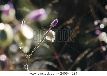 Murdannia Giganteum Is A Beautifully Blooming Purple In Nature.