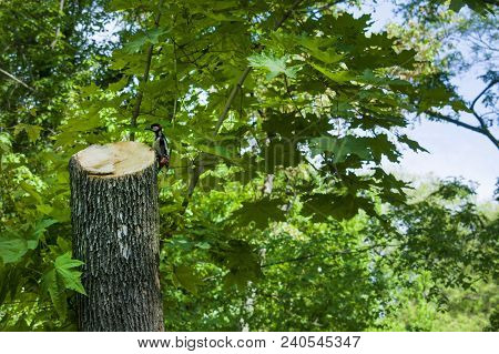 A Large Spotted Woodpecker Sits On A Tree. Nature And A Lot Of Greenery