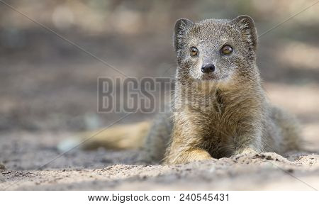 Yellow Mongoose Lie Down To Rest On The Kalahari Desert Sand In The Shade