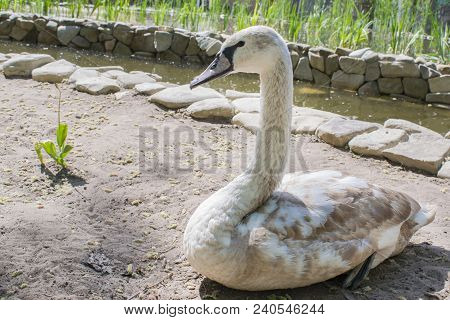 White Swan On Lake Water In Sunset Day, Swans On Pond, Nature Series.